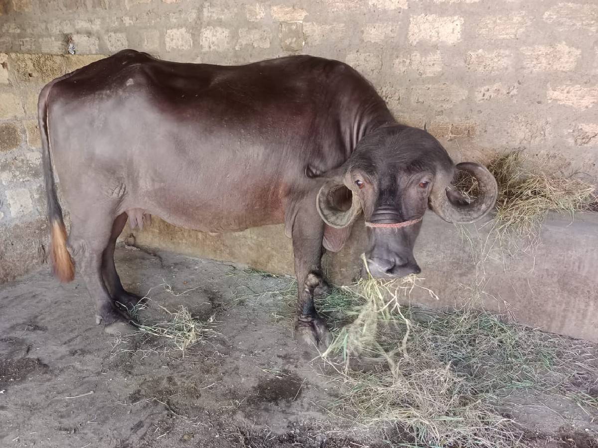 ભેંસ વેચવાની છે
