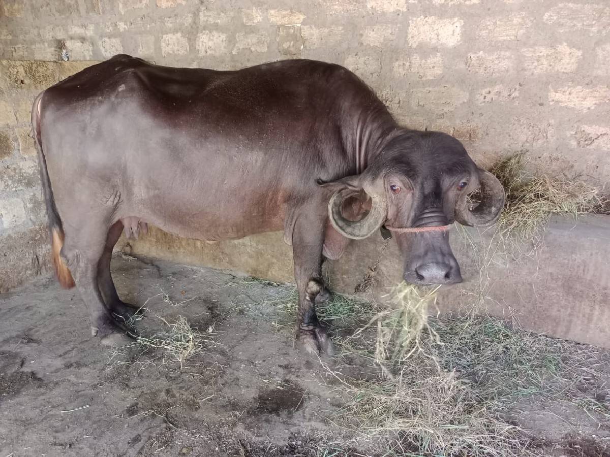 ભેંસ વેચવાની છે