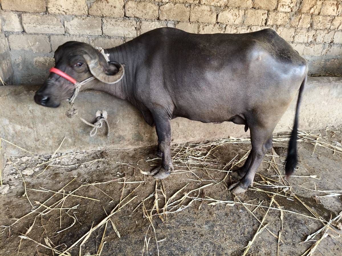 ચાર સાડા ચાર5 લીટર પેલું વેધર સાડા