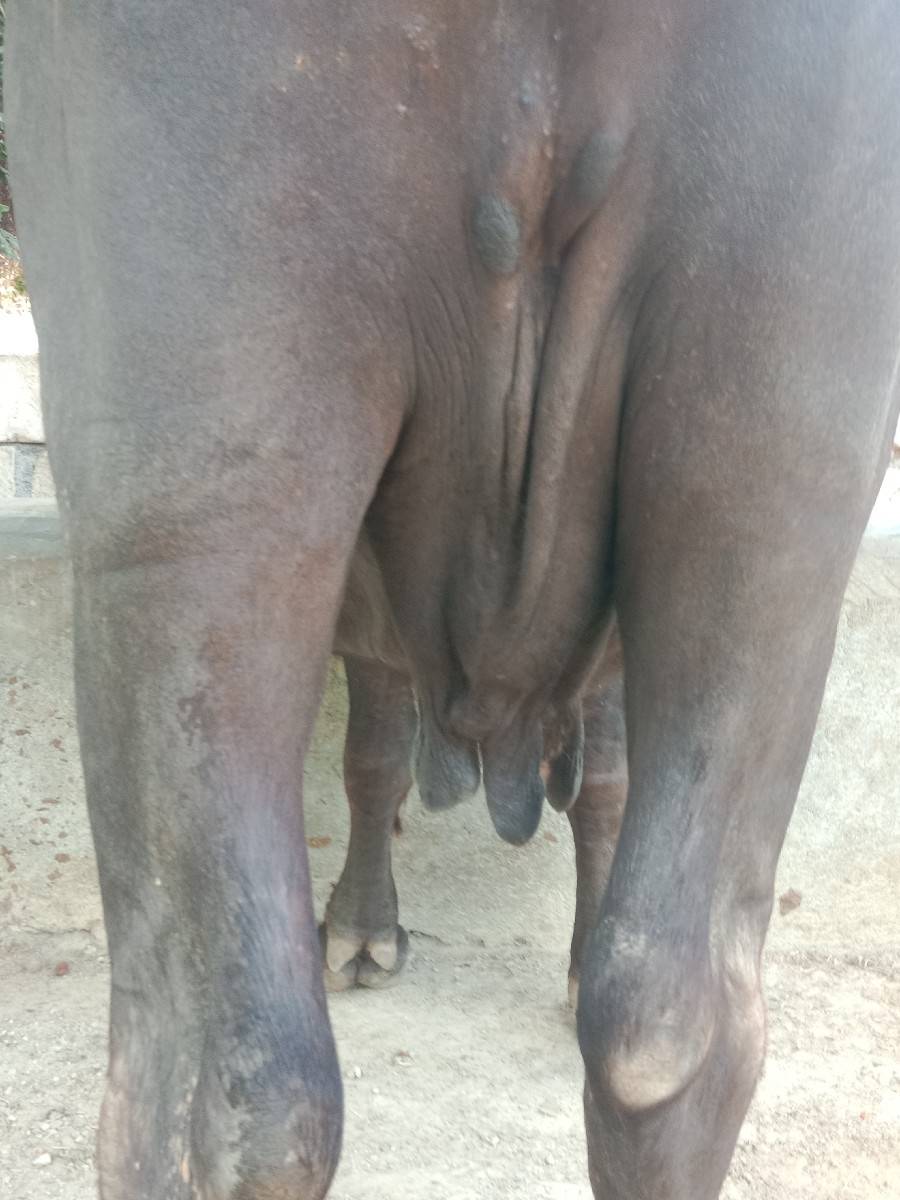 બે ભેંશ વેચવાની છે