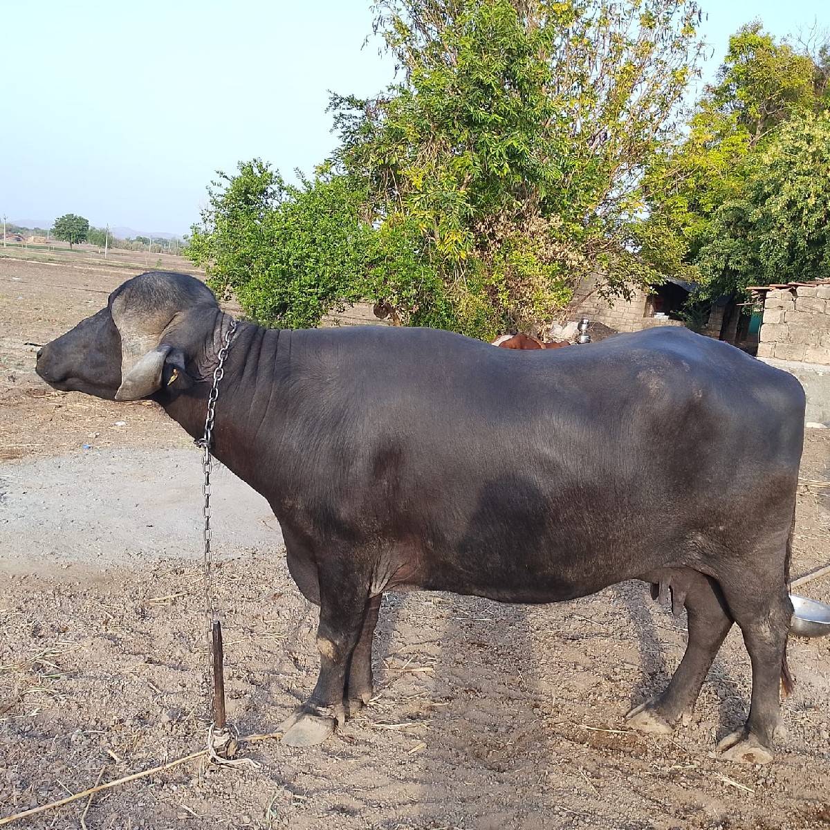 ભેંશ વેચવાની  છે