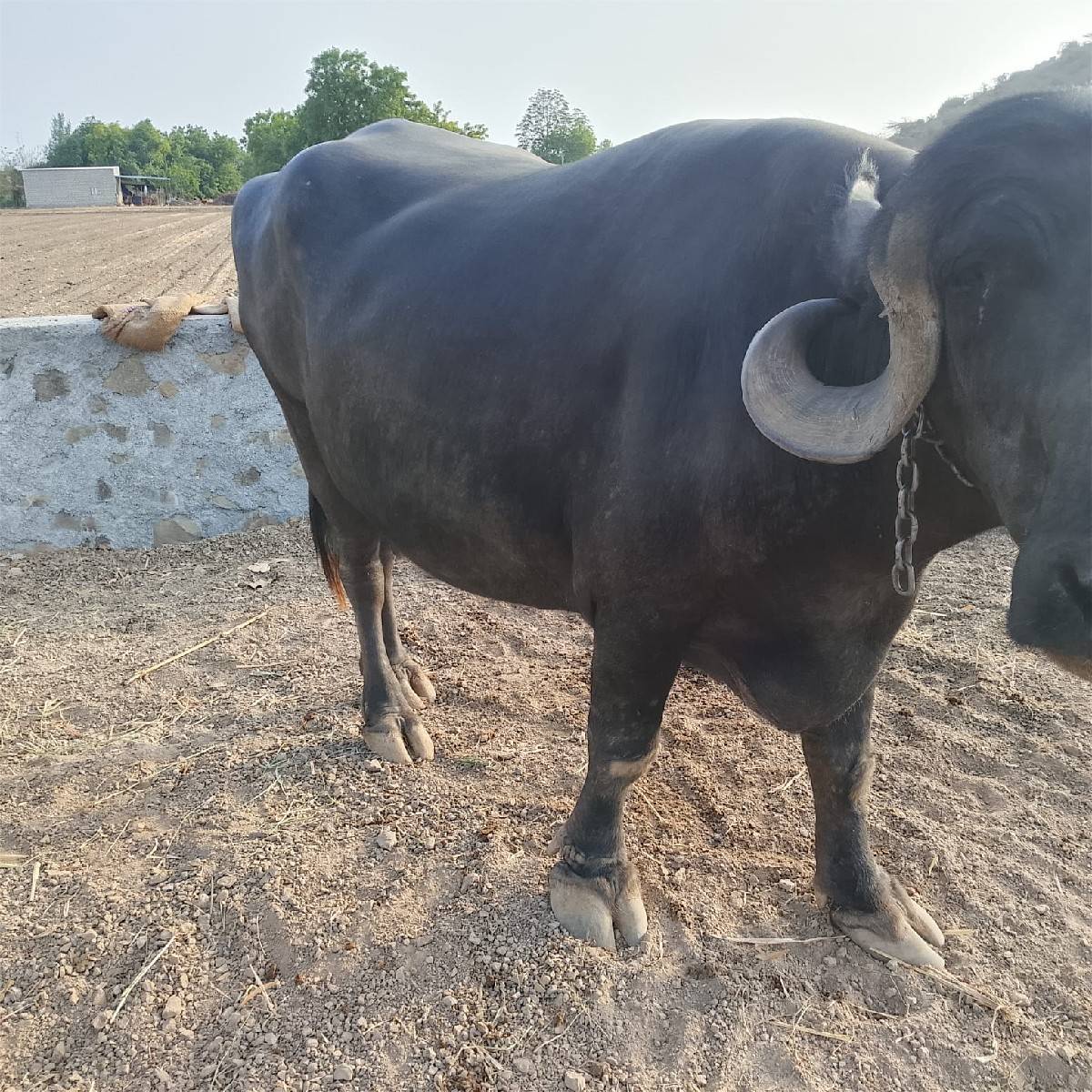 ભેંશ વેચવાની  છે