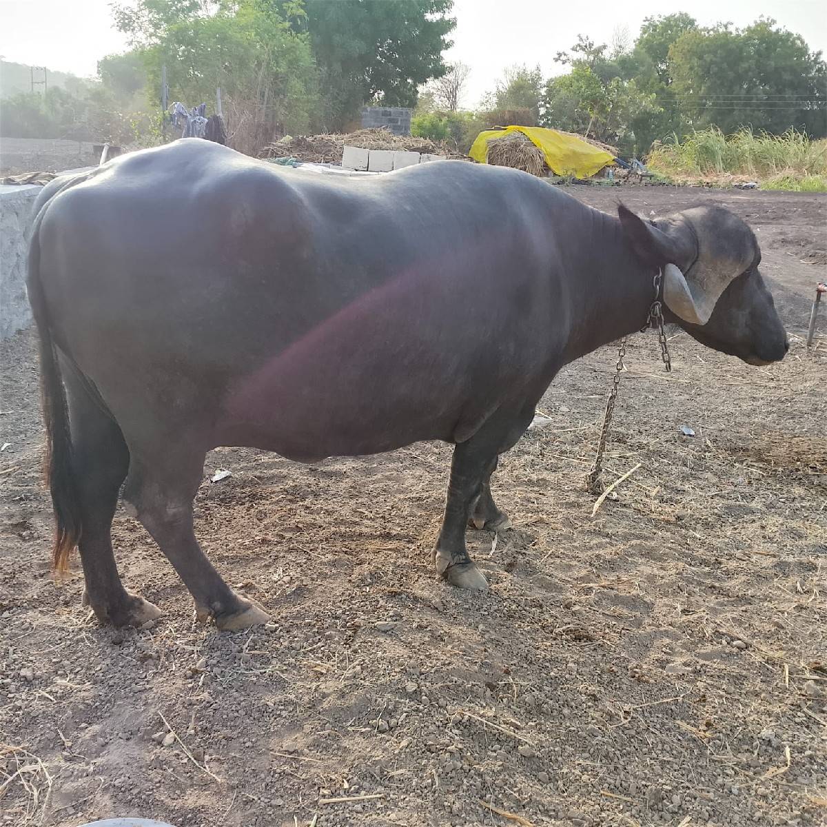 ભેંશ વેચવાની  છે