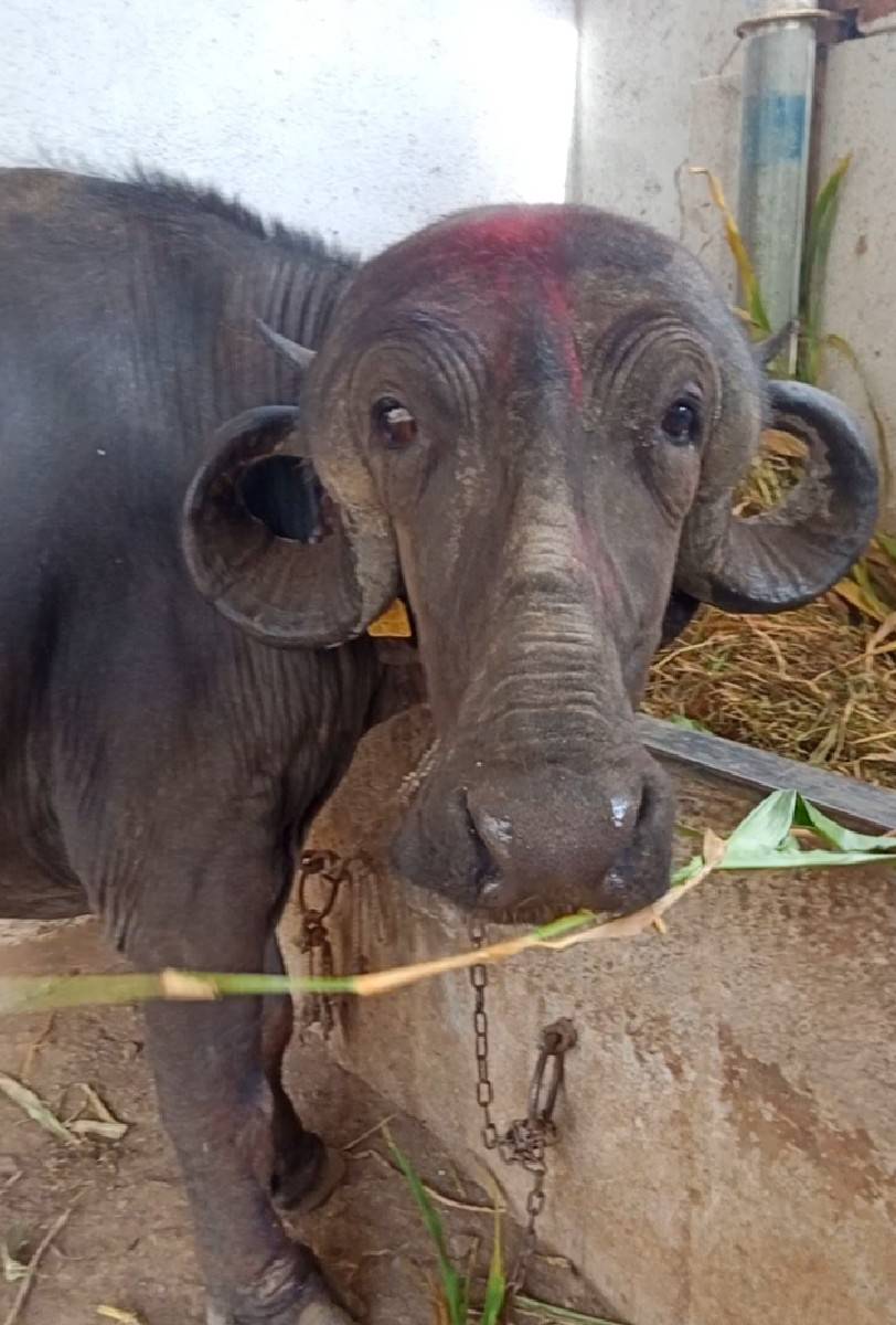 જાફરાબાદી ખડેલી વેચવાની છે