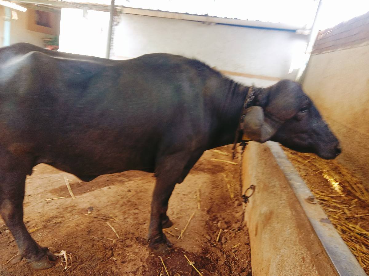 જાફરાબાદી ખડેલી વેચવાની છે