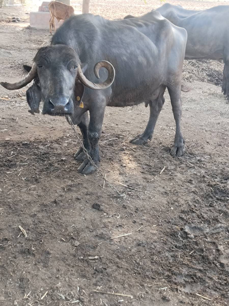 4. મહીના ની વાણલ સે