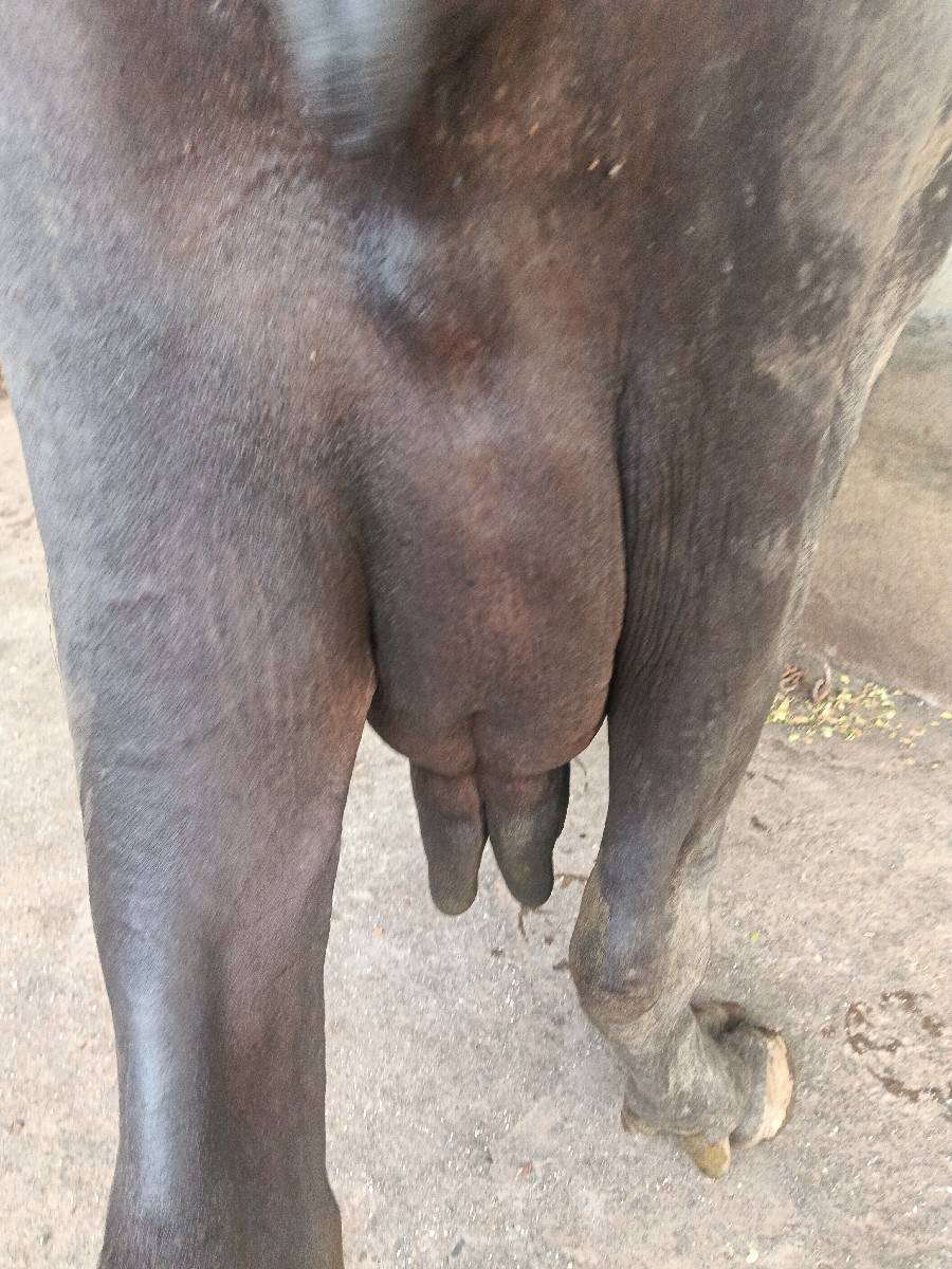 ચોથું વેધર દસ દિવસની વાર
