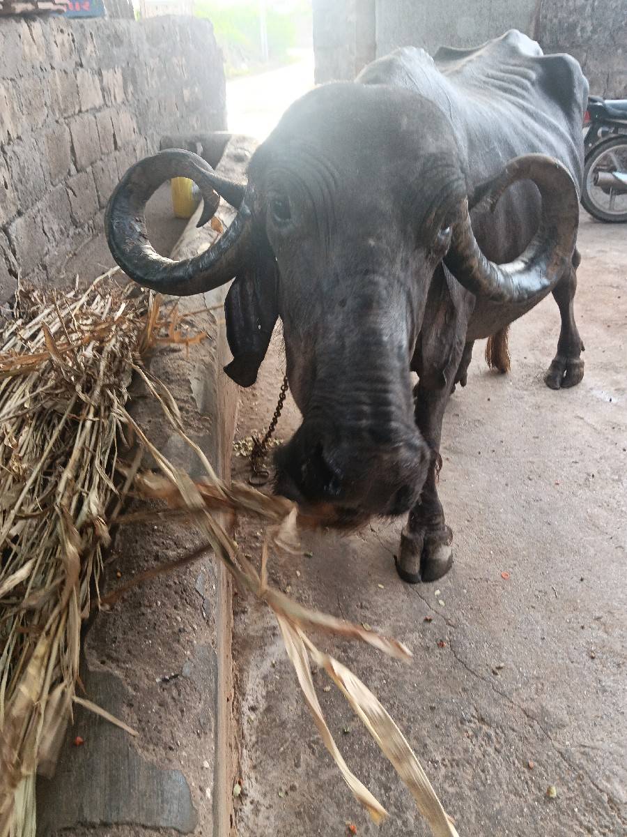 ચોથું વેધર દસ દિવસની વાર