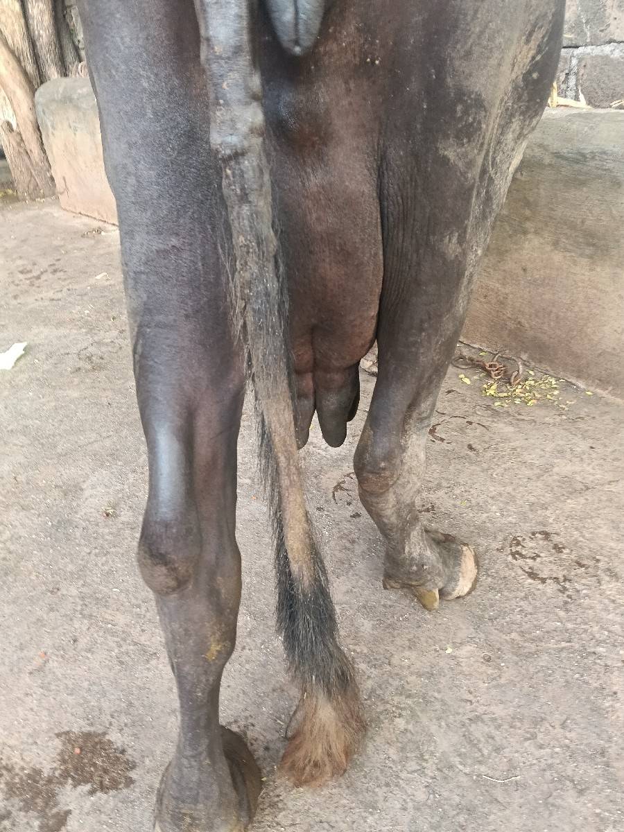 ચોથું વેધર દસ દિવસની વાર