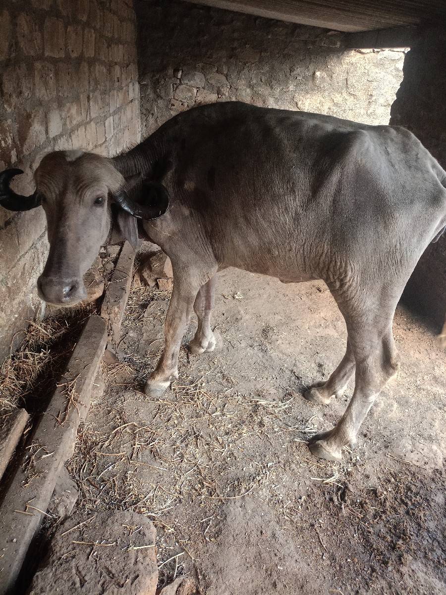 34 ખડેલિ