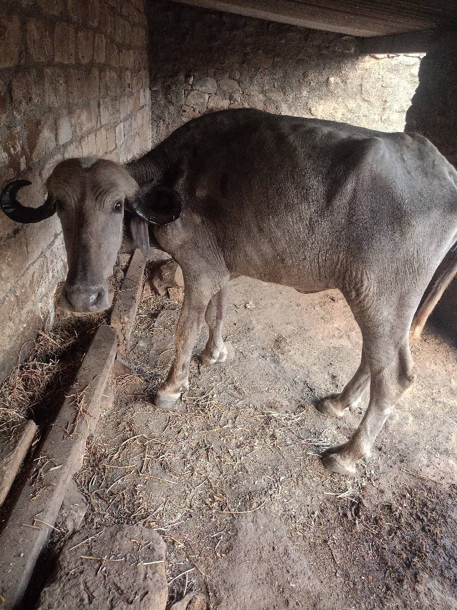 34 ખડેલિ