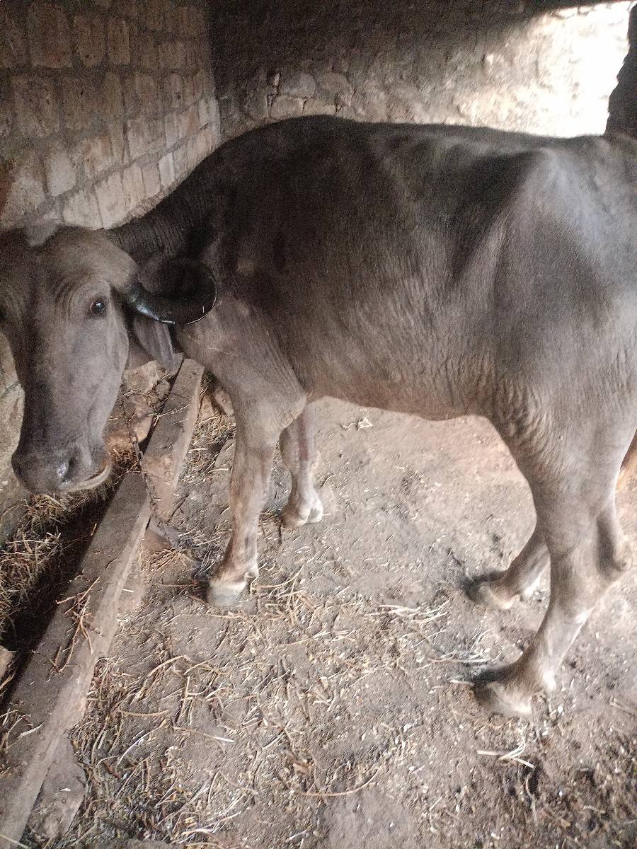 34 ખડેલિ
