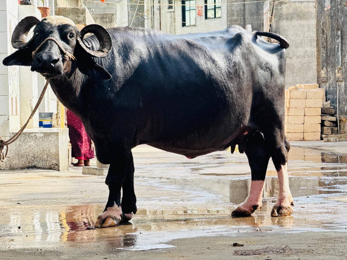 ભગરી ભેંસ વેચવાની છે