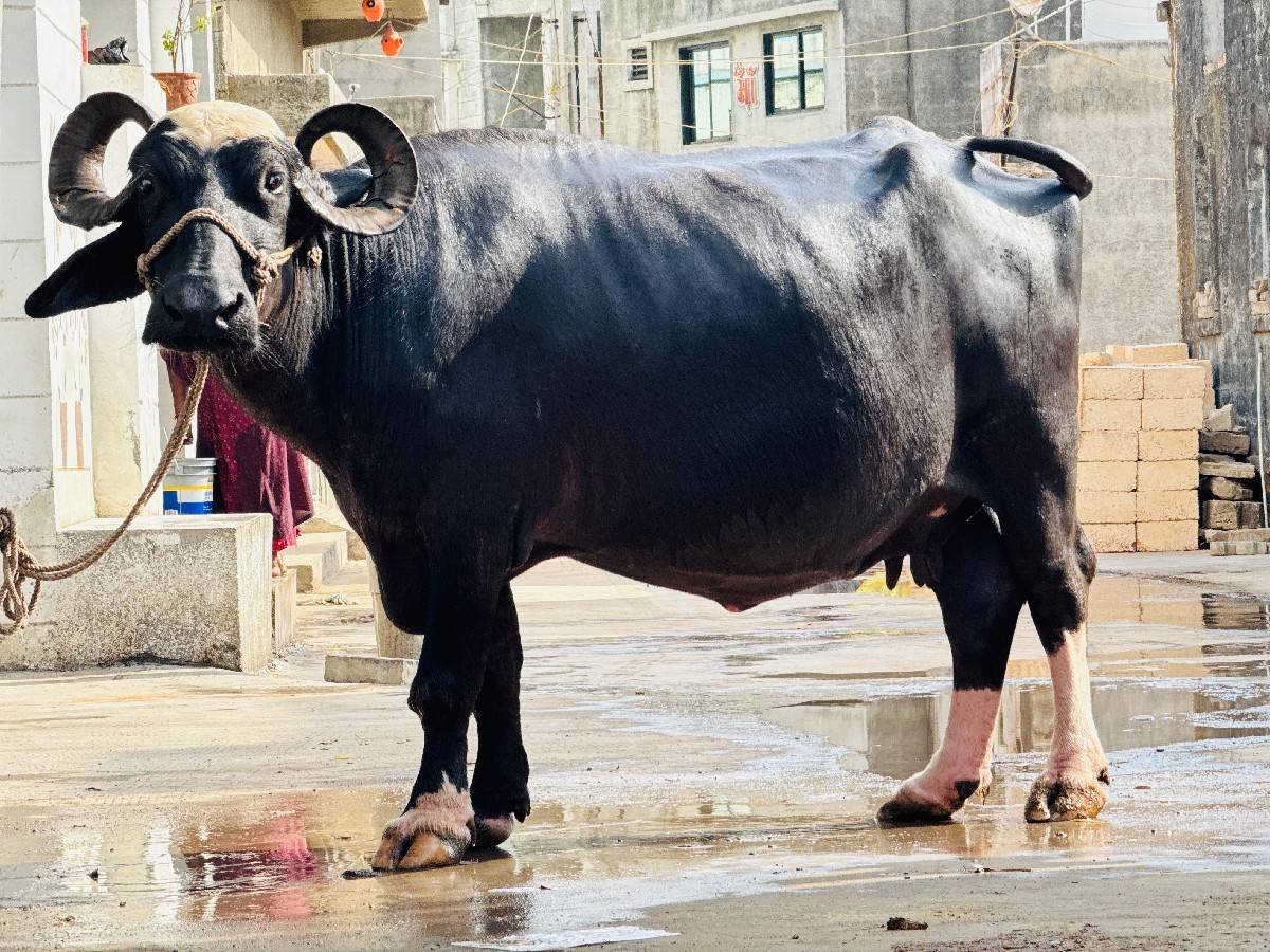 ભગરી ભેંસ વેચવાની છે