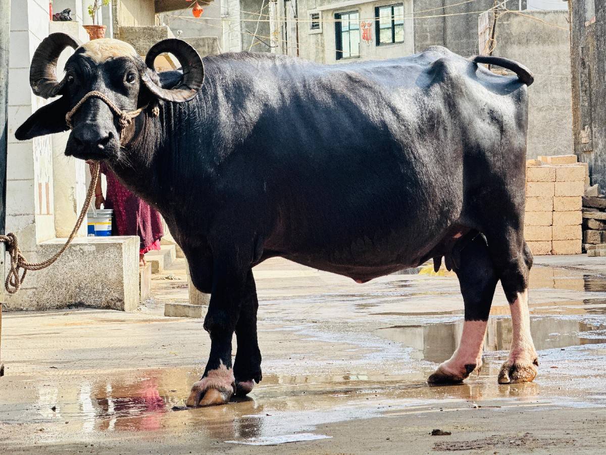 ભગરી ભેંસ વેચવાની છે