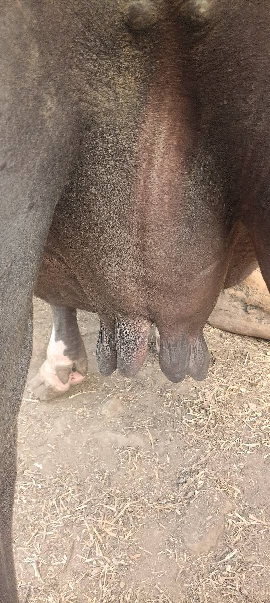 બીજું વેધર ખરેલી વેચવાની