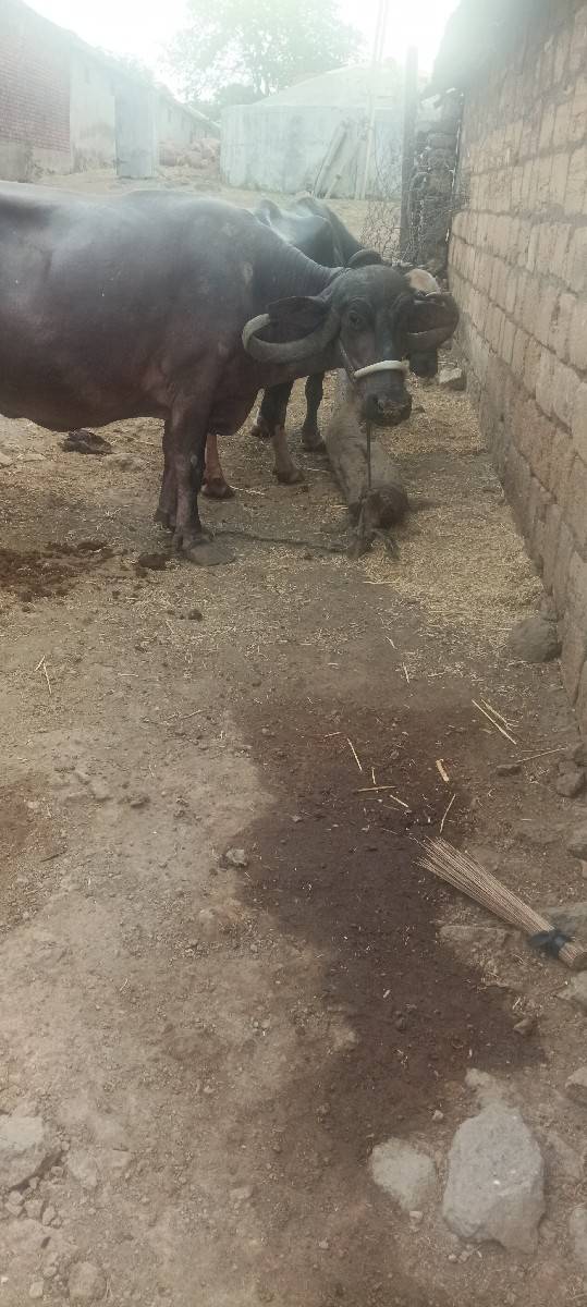 બીજું વેધર ખરેલી વેચવાની