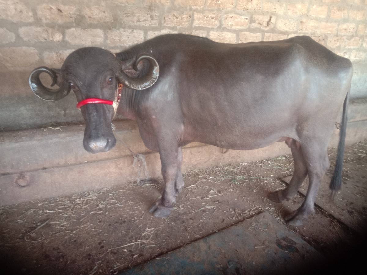 ભેસ