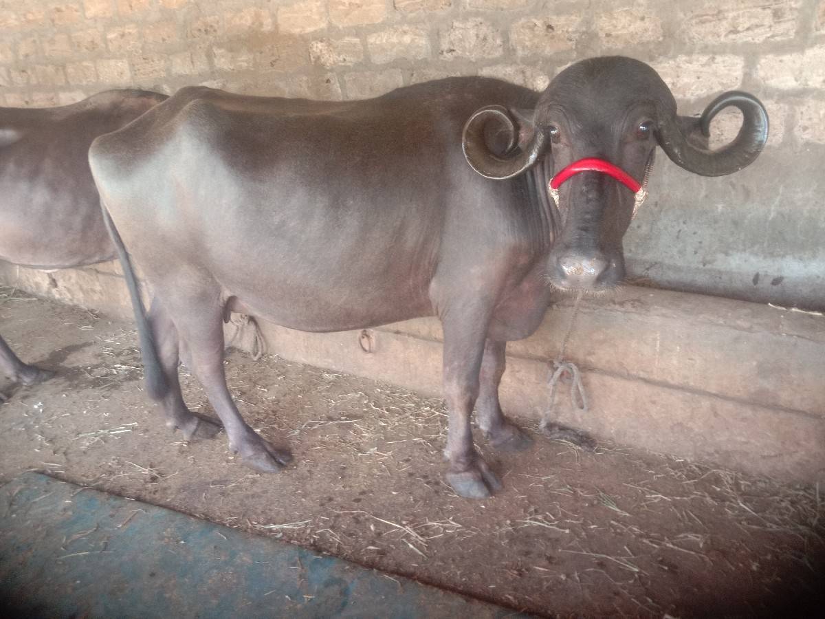 ભેસ