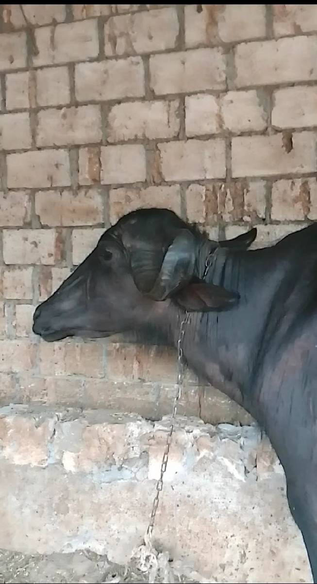 આ ભેંસ વેચવાની છે
