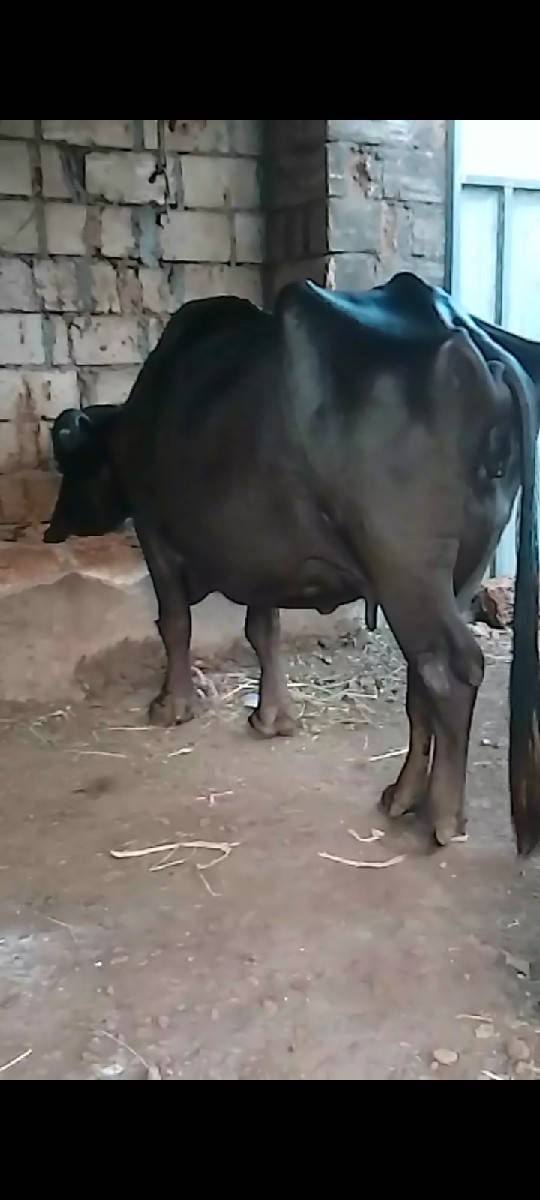 આ ભેંસ વેચવાની છે