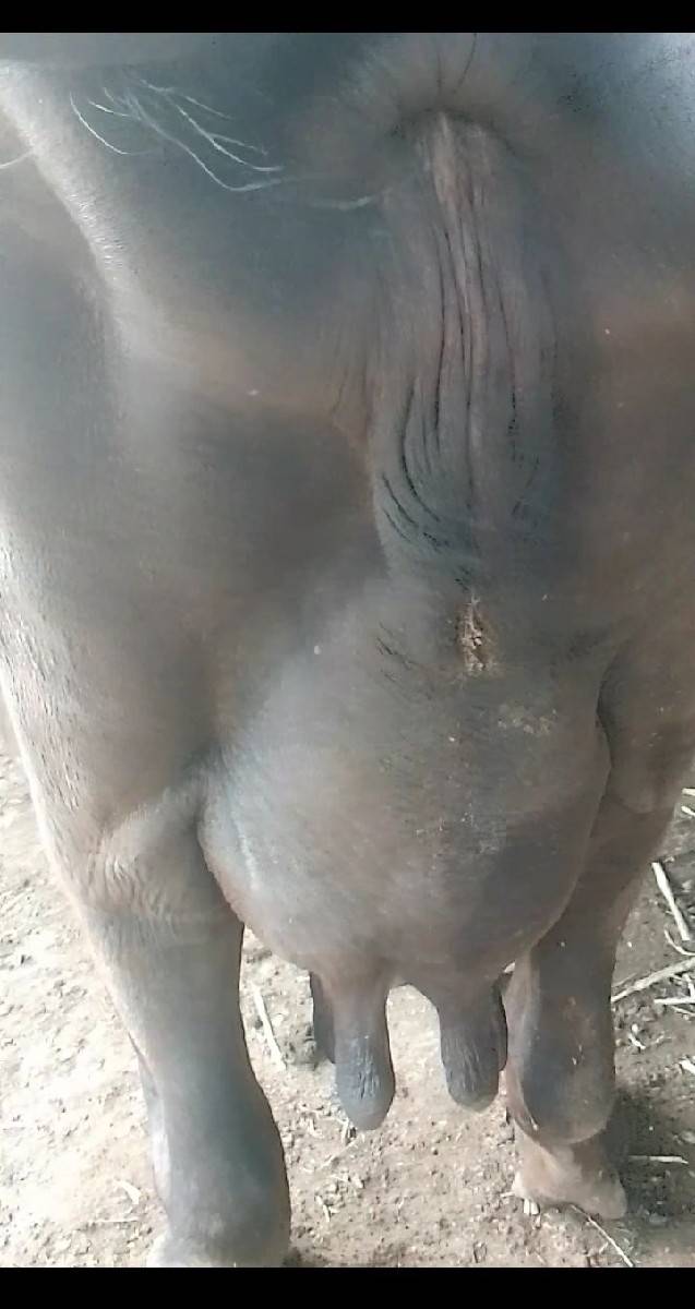 આ ભેંસ વેચવાની છે