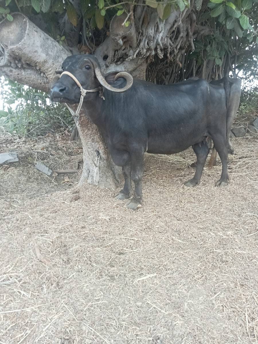 બીજા વેતરની.ભેસ.છે