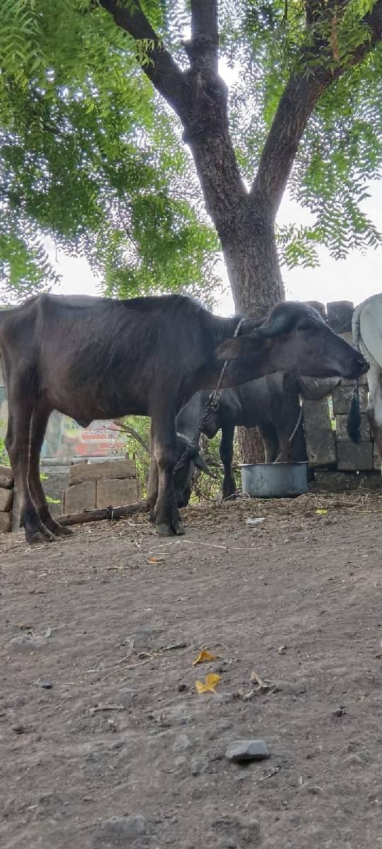પાડી