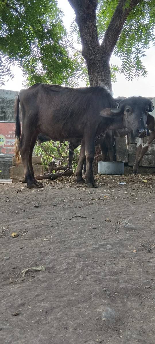 પાડી