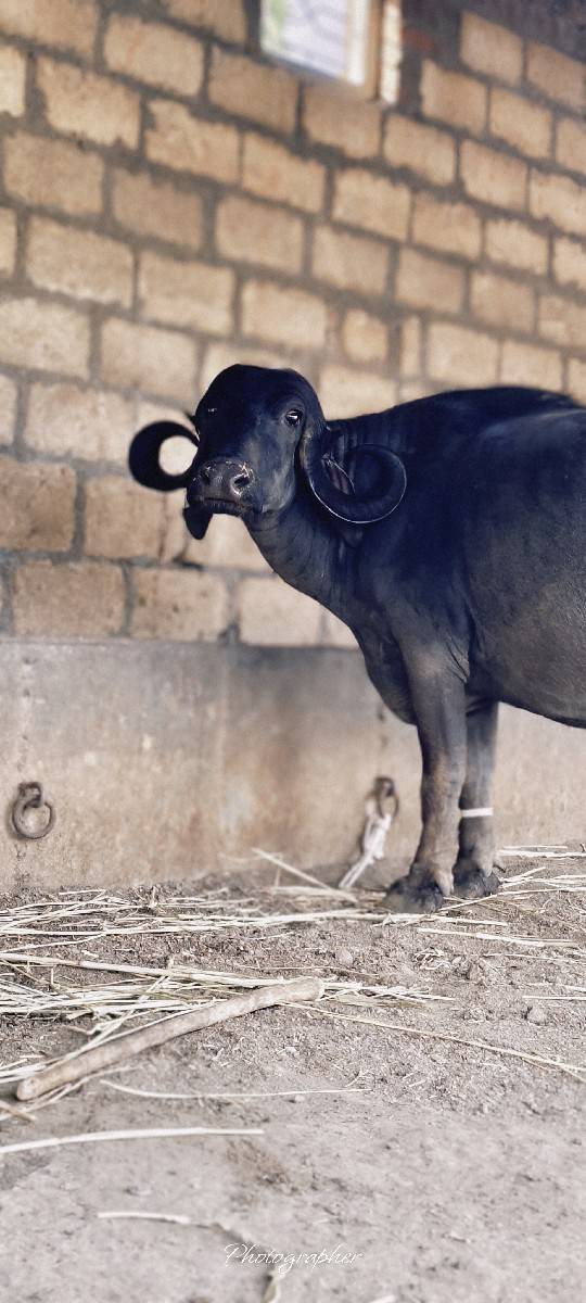 ખડેલી વેશ વાની છે સાટા પણ કરસુ