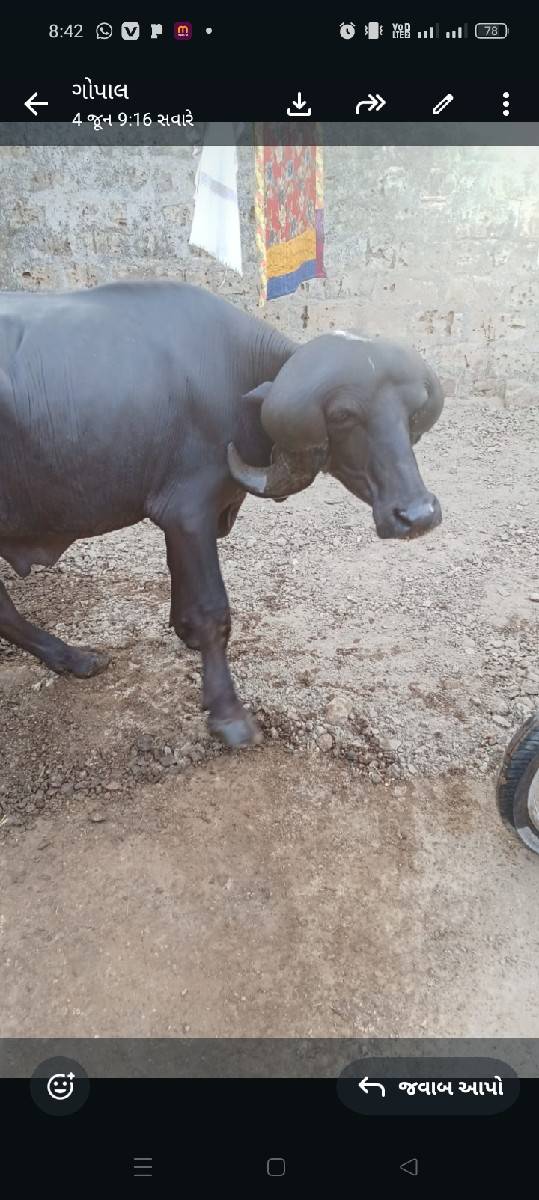 આ પાડો વેચવા નો સે