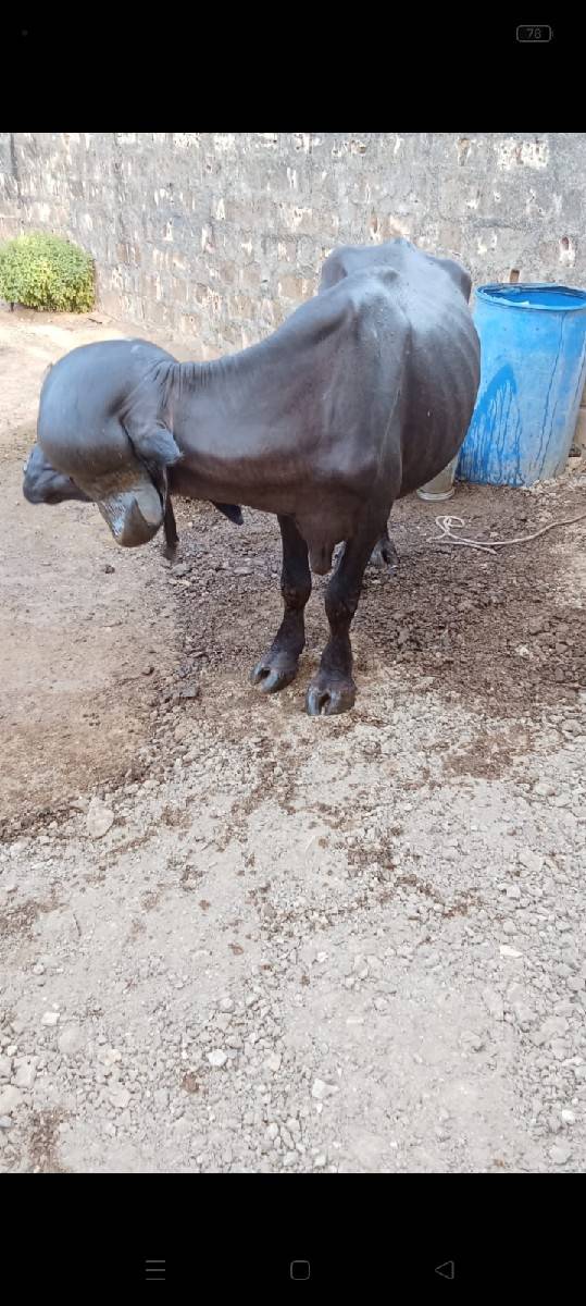 આ પાડો વેચવા નો સે