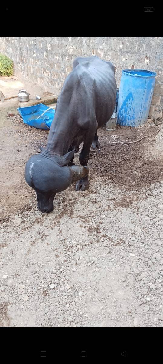 આ પાડો વેચવા નો સે
