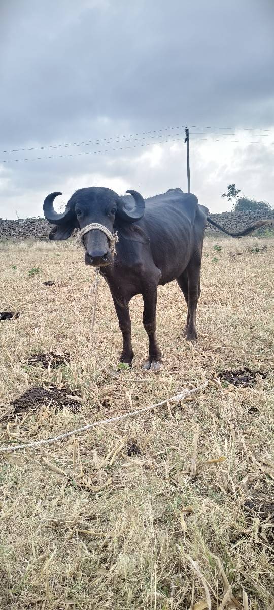 mo 7096160724
