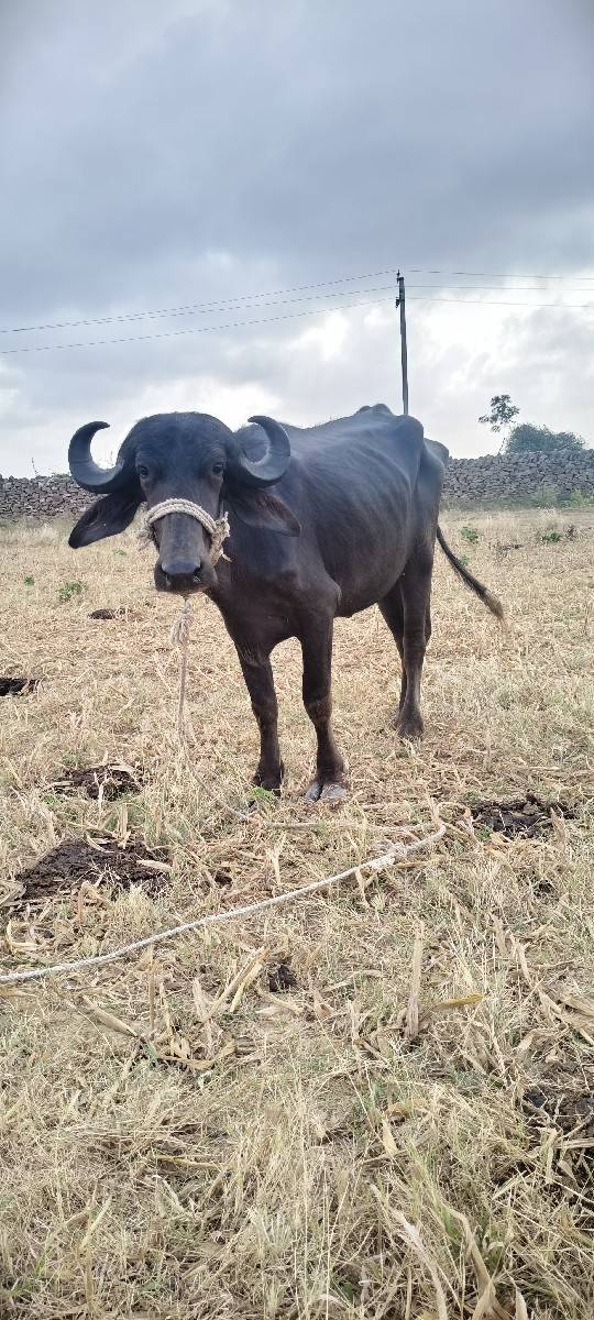 mo 7096160724