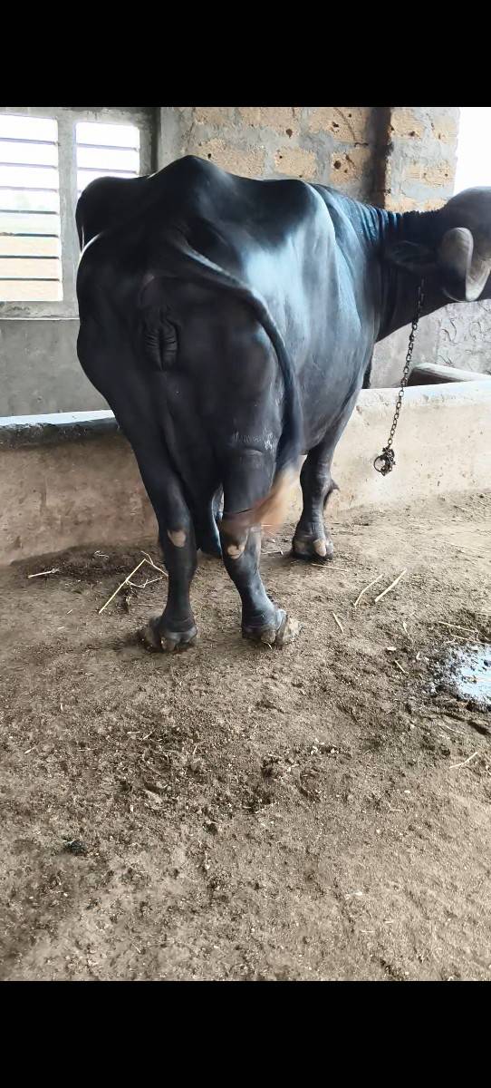 ભેંસ વેચવાની છે
