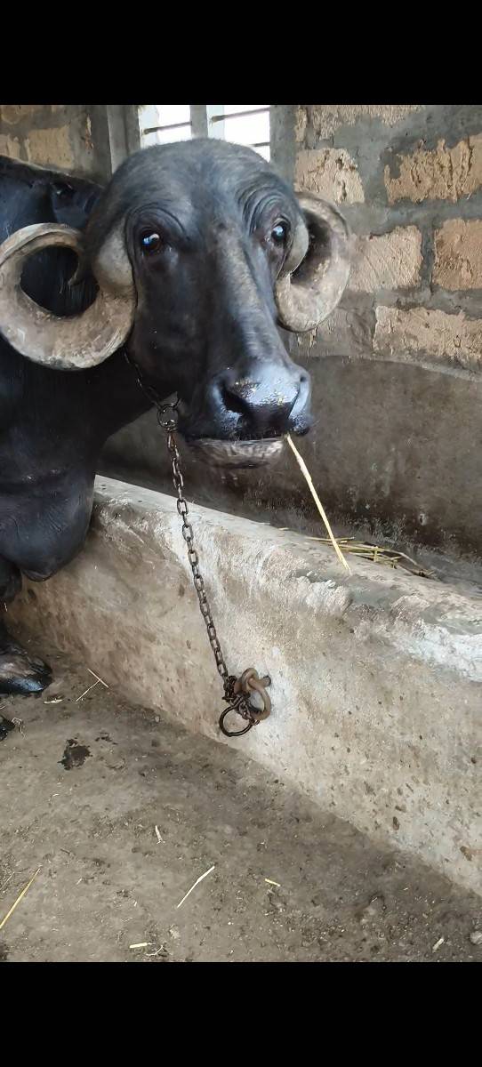 ભેંસ વેચવાની છે