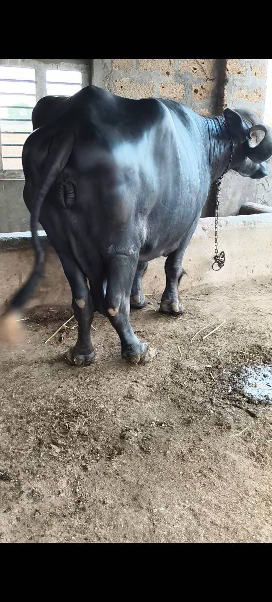 ભેંસ વેચવાની છે