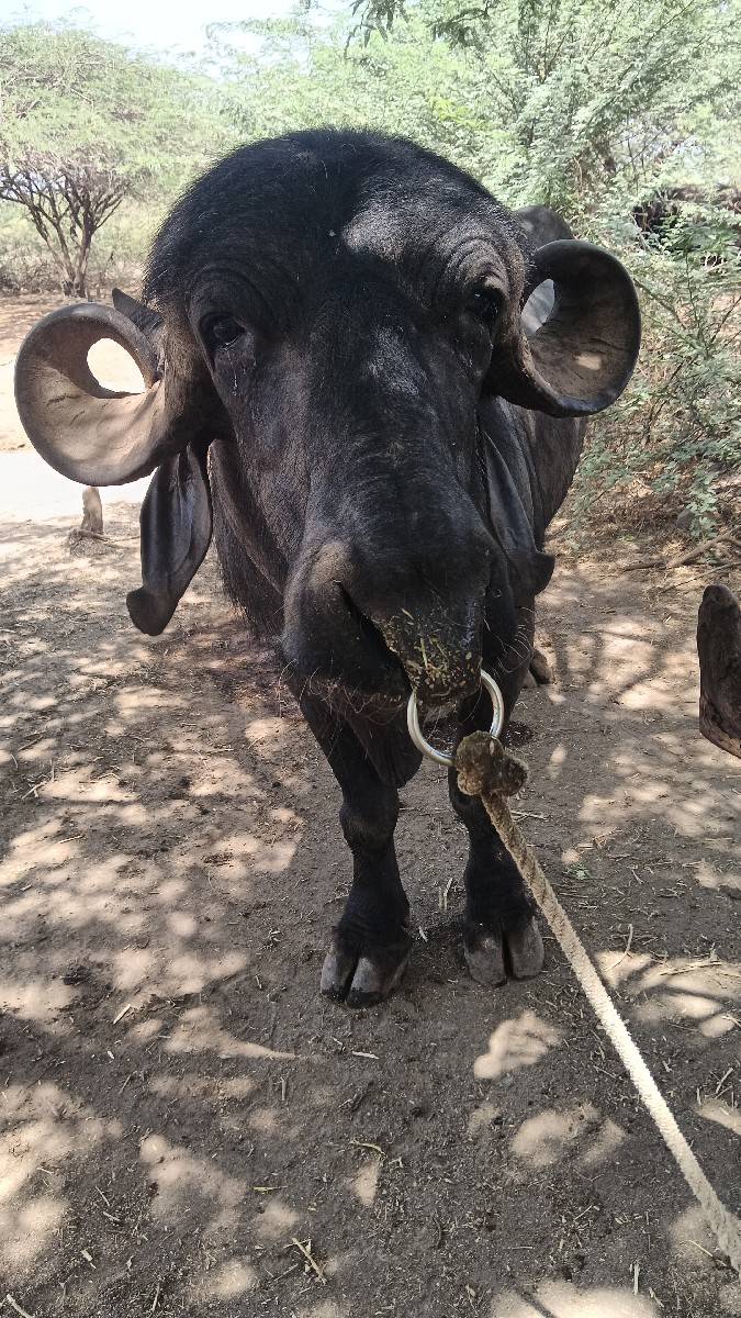 પાડો વેચવાનો છે