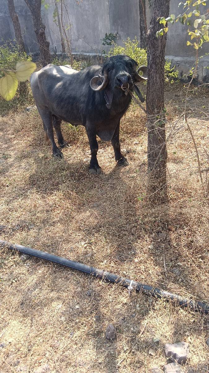 પાડો વેચવાનો છે