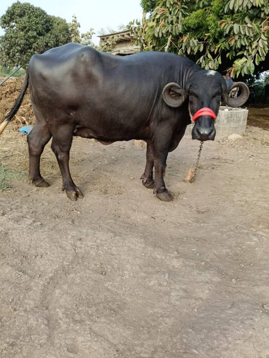 ભેંશ વેચવાની છે