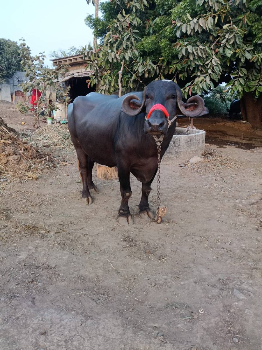 ભેંશ વેચવાની છે