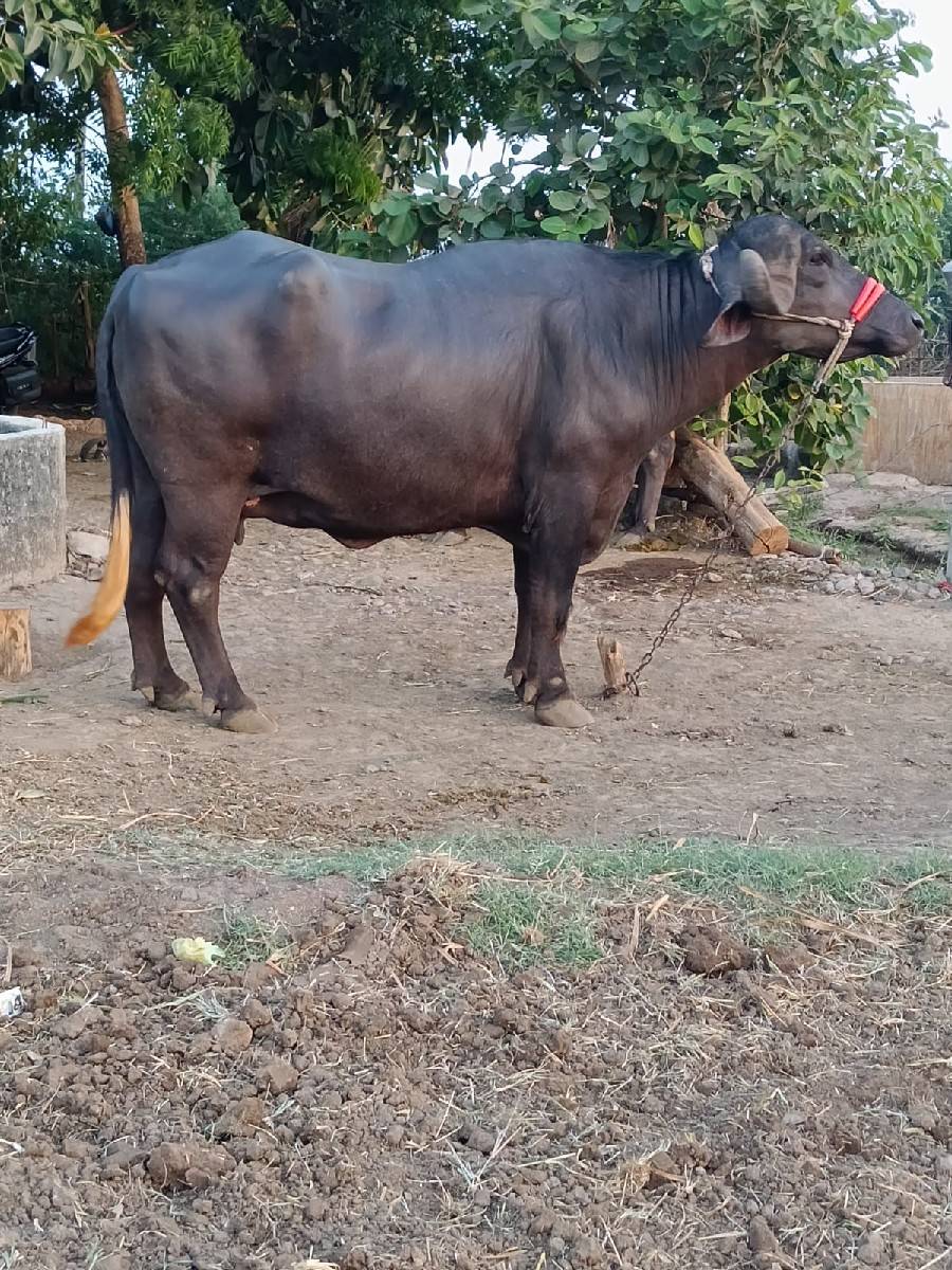 ભેંશ વેચવાની છે