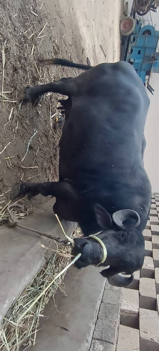 ભેંસ વેચવાની સે
3 જુ વેતર વ્યાસે