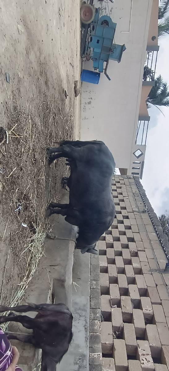 ભેંસ વેચવાની સે
3 જુ વેતર વ્યાસે