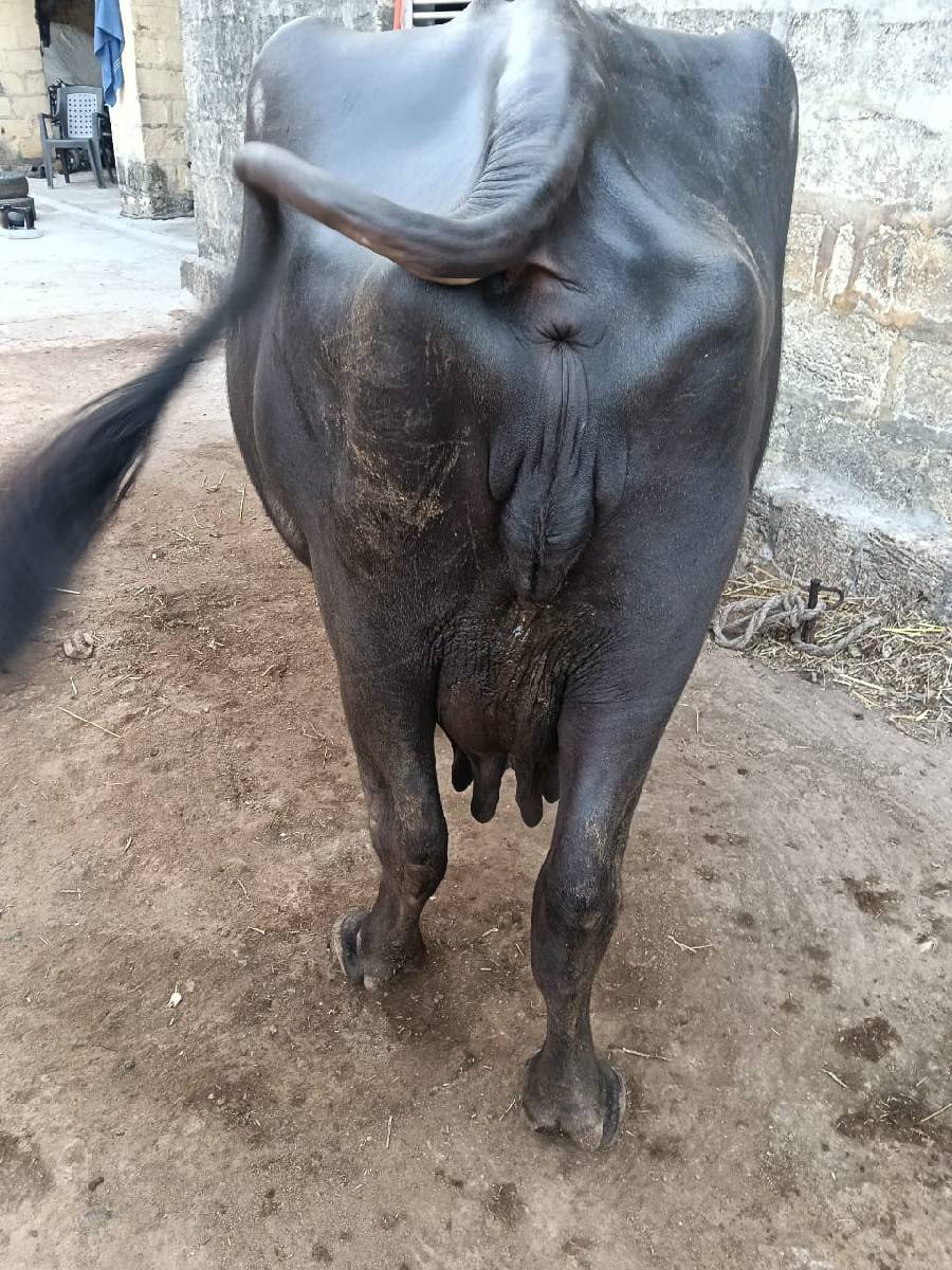 આ ભેંસ વેચવાની