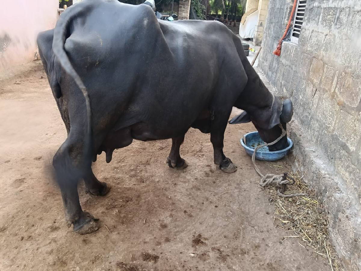 આ ભેંસ વેચવાની