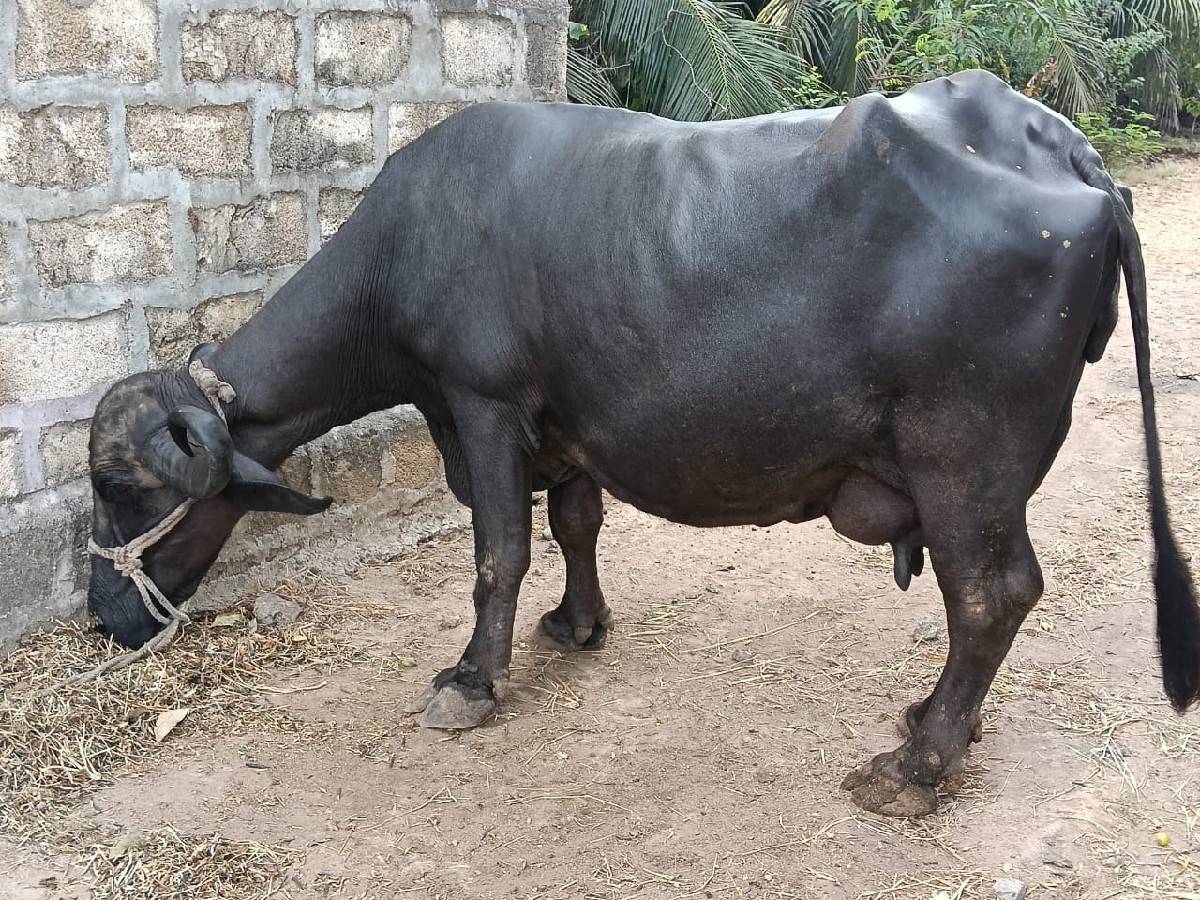 આ ભેંસ વેચવાની