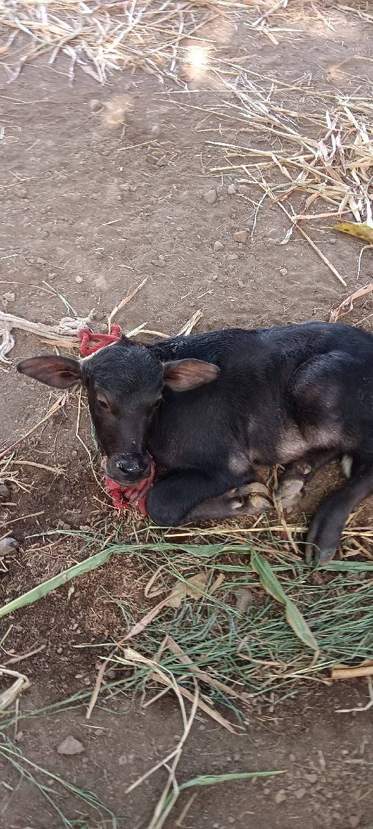 pela vetari badhi javab dari
