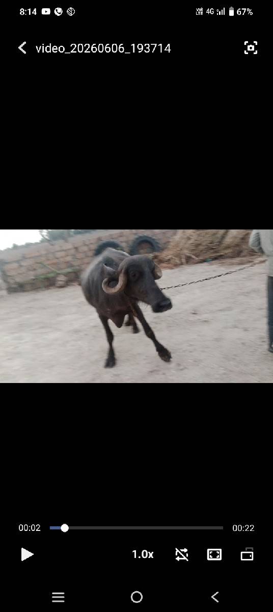 ભેંશ
